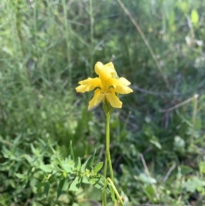 Goodenia sp. at Ainslie, ACT - 19 Oct 2021