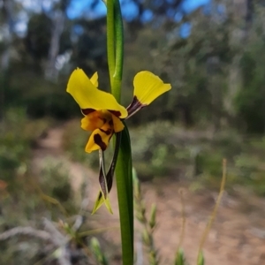 Diuris sulphurea at Jerrabomberra, NSW - 19 Oct 2021