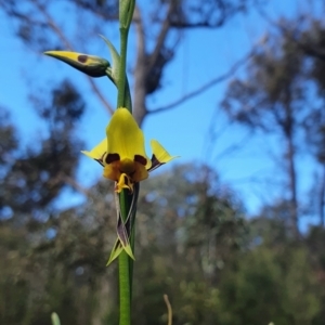 Diuris sulphurea at Jerrabomberra, NSW - suppressed