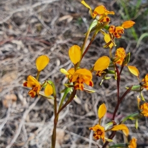 Diuris semilunulata at Jerrabomberra, NSW - 19 Oct 2021