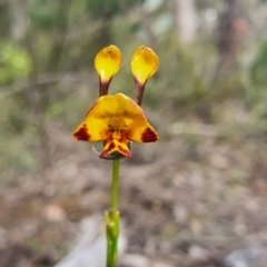 Diuris semilunulata at Jerrabomberra, NSW - 19 Oct 2021