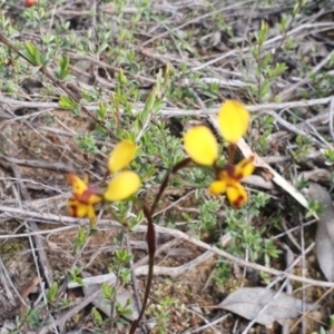 Diuris semilunulata at Jerrabomberra, NSW - 19 Oct 2021