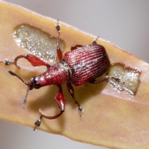 Euops sp. (genus) at Bruce, ACT - 19 Oct 2021 10:21 AM