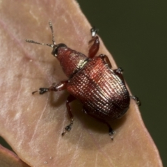 Euops sp. (genus) at Bruce, ACT - 19 Oct 2021 10:21 AM