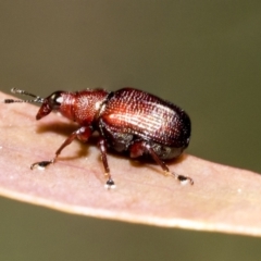 Euops sp. (genus) at Bruce, ACT - 19 Oct 2021 10:21 AM