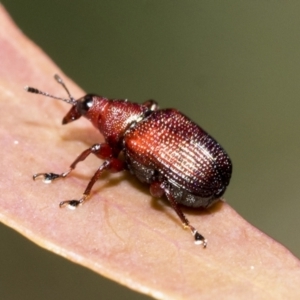 Euops sp. (genus) at Bruce, ACT - 19 Oct 2021 10:21 AM