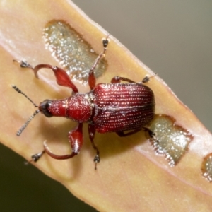 Euops sp. (genus) at Bruce, ACT - 19 Oct 2021 10:21 AM