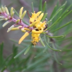 Persoonia linearis (Narrow-leaved Geebung) at Moruya, NSW - 19 Oct 2021 by LisaH