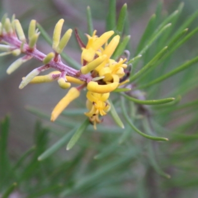 Persoonia linearis (Narrow-leaved Geebung) at Moruya, NSW - 19 Oct 2021 by LisaH