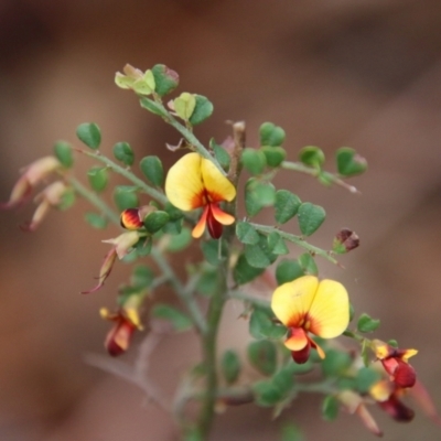 Bossiaea obcordata (Spiny Bossiaea) at Moruya, NSW - 19 Oct 2021 by LisaH