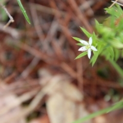 Rhytidosporum procumbens (White Marianth) at Moruya, NSW - 19 Oct 2021 by LisaH