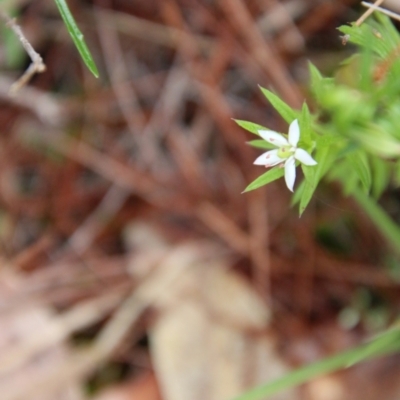 Rhytidosporum procumbens (White Marianth) at Moruya, NSW - 19 Oct 2021 by LisaH