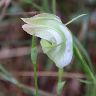 Pterostylis baptistii (King Greenhood) at Moruya, NSW - 19 Oct 2021 by LisaH