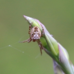 Araneidae (family) (Orb weaver) at Moruya, NSW - 19 Oct 2021 by LisaH