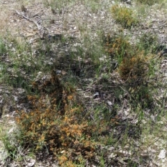 Dillwynia sericea at Talgarno, VIC - 19 Oct 2021 01:57 PM