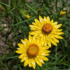 Xerochrysum viscosum (Sticky Everlasting) at Talgarno, VIC - 19 Oct 2021 by Darcy