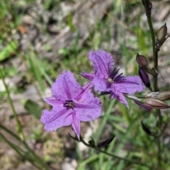 Arthropodium fimbriatum (Nodding Chocolate Lily) at Talgarno, VIC - 19 Oct 2021 by Darcy