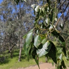 Brachychiton populneus (Kurrajong) at Talgarno, VIC - 19 Oct 2021 by Darcy