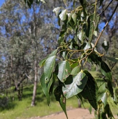 Brachychiton populneus (Kurrajong) at Talgarno, VIC - 19 Oct 2021 by Darcy