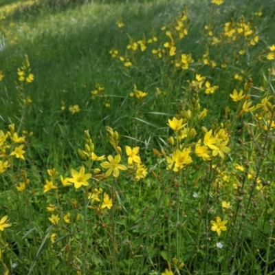 Bulbine bulbosa (Golden Lily, Bulbine Lily) at Talgarno, VIC - 19 Oct 2021 by Darcy