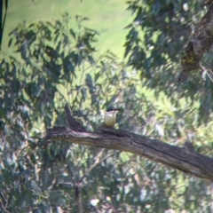 Todiramphus sanctus (Sacred Kingfisher) at Talgarno, VIC - 19 Oct 2021 by Darcy