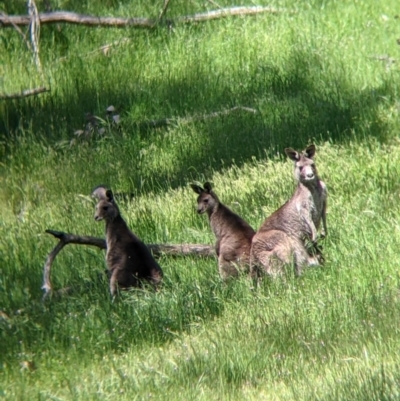 Macropus giganteus (Eastern Grey Kangaroo) at Talgarno, VIC - 19 Oct 2021 by Darcy