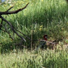 Platycercus eximius (Eastern Rosella) at Talgarno, VIC - 19 Oct 2021 by Darcy