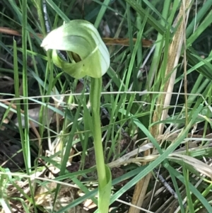 Pterostylis curta at Paddys River, ACT - 9 Oct 2021