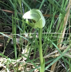 Pterostylis curta at Paddys River, ACT - 9 Oct 2021