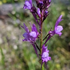 Linaria pelisseriana (Pelisser's Toadflax) at Talgarno, VIC - 19 Oct 2021 by Darcy