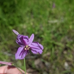 Arthropodium strictum (Chocolate Lily) at Talgarno, VIC - 19 Oct 2021 by Darcy