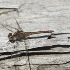 Diplacodes bipunctata (Wandering Percher) at Bruce, ACT - 19 Oct 2021 by AlisonMilton