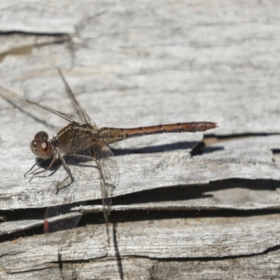 Diplacodes bipunctata (Wandering Percher) at Bruce, ACT - 19 Oct 2021 by AlisonMilton
