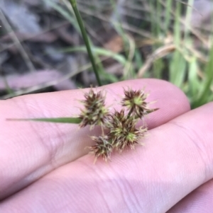 Luzula meridionalis at Paddys River, ACT - 9 Oct 2021