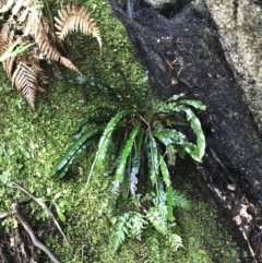 Blechnum patersonii subsp. patersonii (Strap Water Fern) at Paddys River, ACT - 9 Oct 2021 by Tapirlord