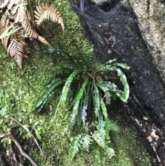 Blechnum patersonii subsp. patersonii (Strap Water Fern) at Tidbinbilla Nature Reserve - 9 Oct 2021 by Tapirlord