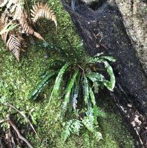 Blechnum patersonii subsp. patersonii at Paddys River, ACT - 9 Oct 2021