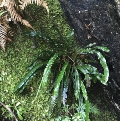 Blechnum patersonii subsp. patersonii at Paddys River, ACT - 9 Oct 2021