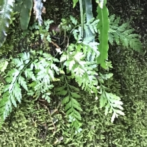 Asplenium gracillimum at Paddys River, ACT - 9 Oct 2021