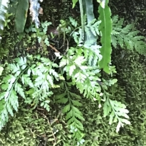 Asplenium gracillimum at Paddys River, ACT - 9 Oct 2021