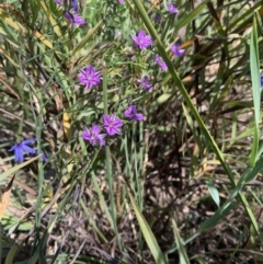 Thysanotus patersonii (Twining Fringe Lily) at Mount Ainslie - 19 Oct 2021 by DGilbert