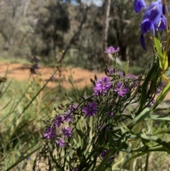 Thysanotus patersonii at Ainslie, ACT - 19 Oct 2021 02:47 PM