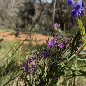 Thysanotus patersonii at Ainslie, ACT - 19 Oct 2021