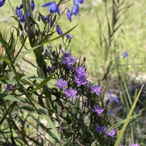 Thysanotus patersonii at Ainslie, ACT - 19 Oct 2021