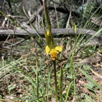 Diuris sulphurea (Tiger Orchid) at Ainslie, ACT - 19 Oct 2021 by DGilbert