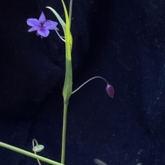 Arthropodium minus (Small Vanilla Lily) at Ainslie, ACT - 19 Oct 2021 by DGilbert