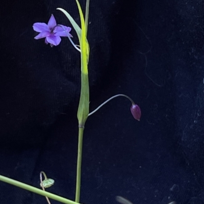 Arthropodium minus (Small Vanilla Lily) at Mount Ainslie - 19 Oct 2021 by DGilbert