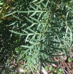 Polyscias sambucifolia subsp. Bipinnate leaves (J.H.Ross 3967) Vic. Herbarium at O'Connor, ACT - 19 Oct 2021 02:55 PM