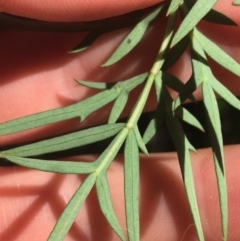 Polyscias sambucifolia subsp. Bipinnate leaves (J.H.Ross 3967) Vic. Herbarium at O'Connor, ACT - 19 Oct 2021 02:55 PM