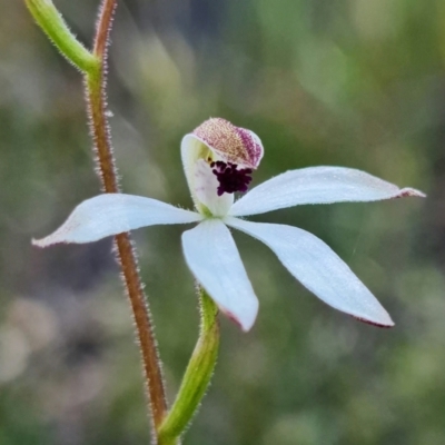 Caladenia cucullata (Lemon Caps) at Acton, ACT - 19 Oct 2021 by RobG1